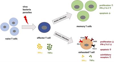 The Role of PD-1 in Acute and Chronic Infection